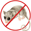 Possum Removal Malvern